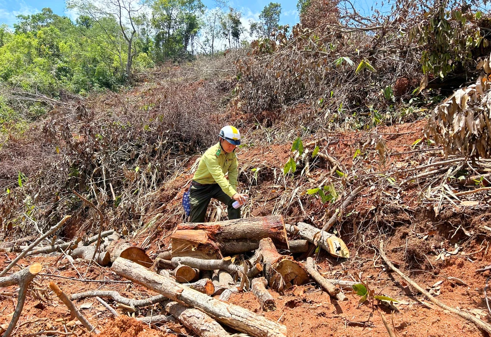 Khu vực rừng phòng hộ xã Hòa Bình, TP Kon Tum bị lấn chiếm. Ảnh: MP.
