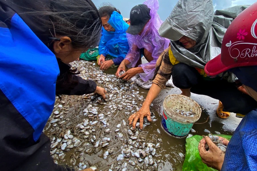 Người dân xã Diễn Trung (huyện Diễn Châu, Nghệ An) nhặt con ngao sau bão số 4. Ảnh: LĐ
