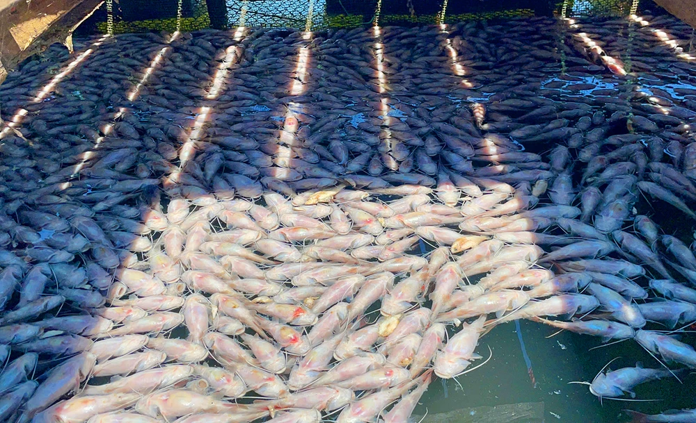 Cơ quan chức năng đang vào cuộc điều tra cá nuôi lồng bè trên hồ thủy lợi Ia Mơ chết hàng loạt. Ảnh: PH.