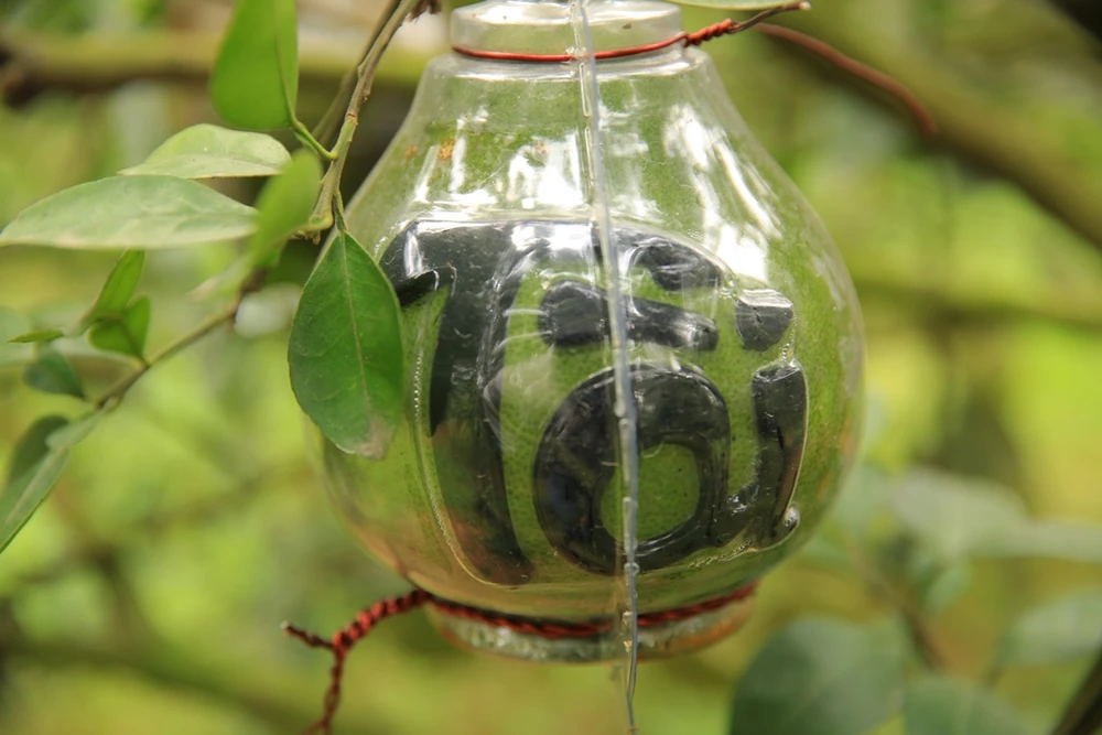 Để tạo ra một trái bưởi có hình chữ nổi, nhà vườn phải mất từ 4-5 tháng