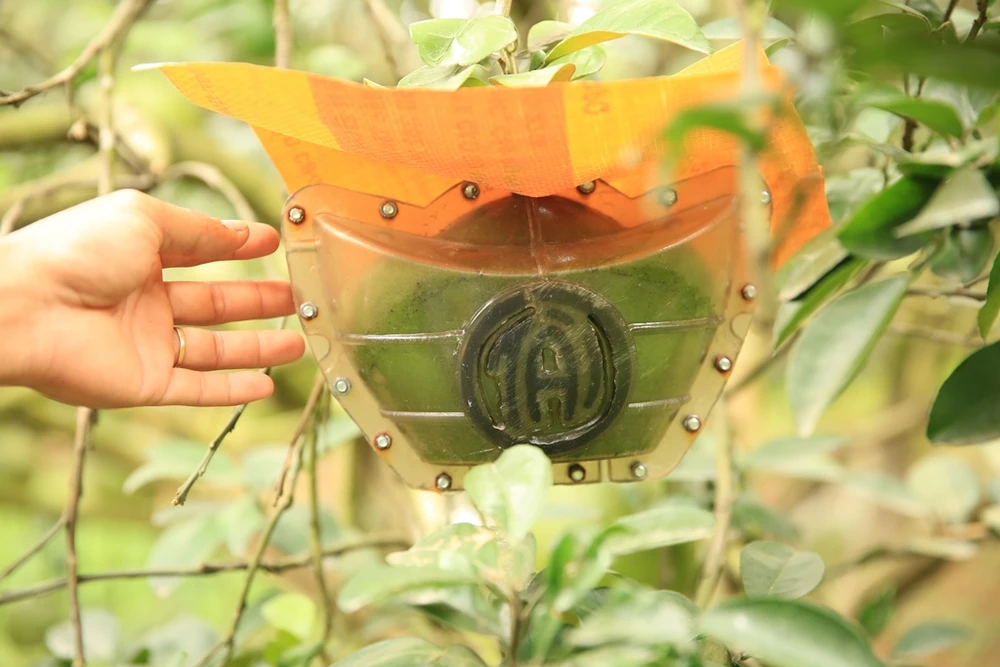 Để tạo hình bưởi kết hợp với khắc chữ, cần chọn lựa những quả thật đẹp, có độ lớn vừa với khuôn.