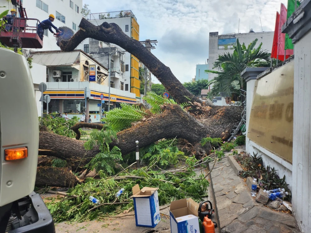 Hiện trường vụ cây xanh bật gốc sáng nay tại Trường THCS Trần Văn Ơn, quận 1. Ảnh: NGUYỄN QUYÊN