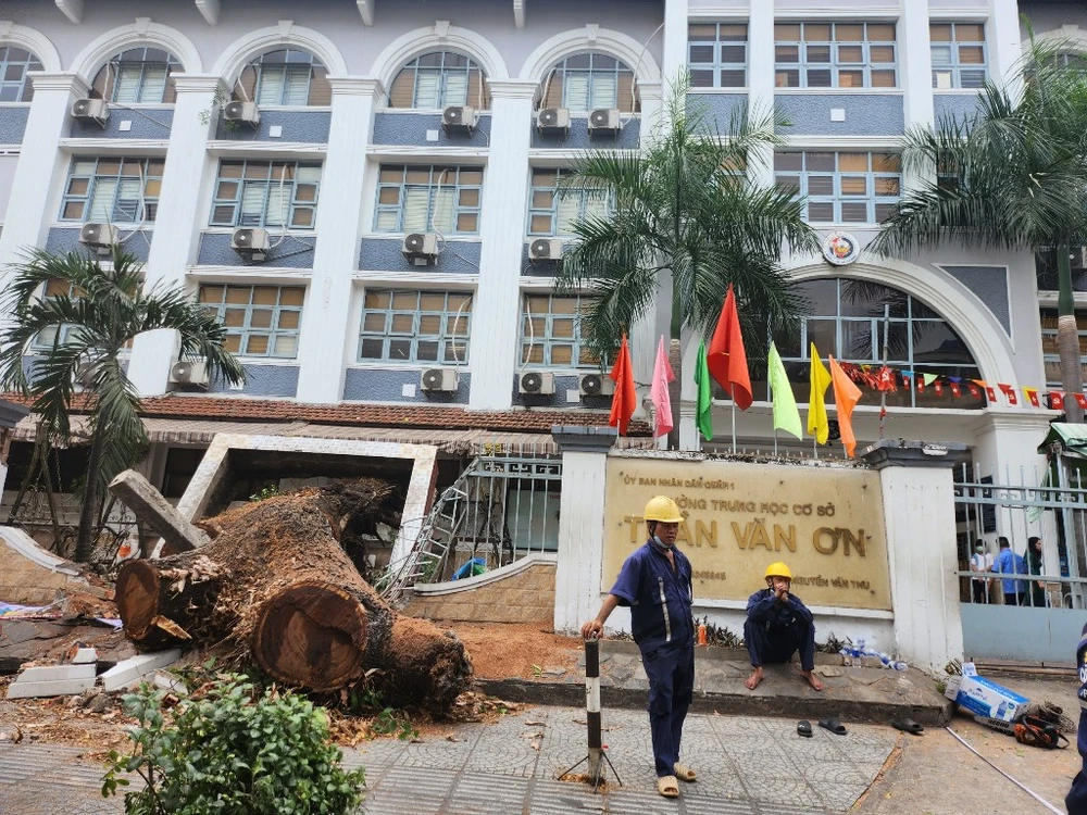 Cây xanh bị bật gốc tại Trường THCS Trần Văn Ơn, quận 1 vào sáng nay, 3-4. Ảnh: NGUYỄN QUYÊN