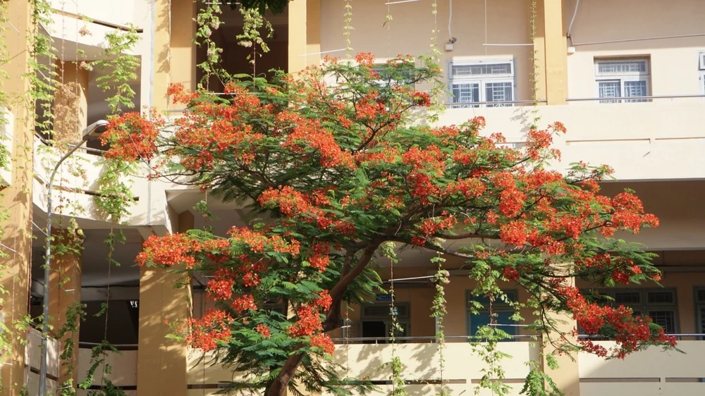 Cây phượng bung nở rực rỡ tại Trường THPT Tây Thạnh, quận Tân Phú. Ảnh: FACEBOOK TRƯỜNG
