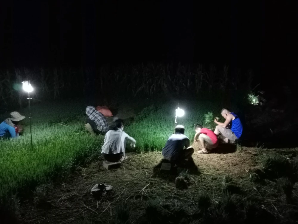 Sau khi thu hoạch lúa vụ đông xuân, mọi người lại tất bật làm ruộng, nhổ mạ, cấy để chuẩn bị cho vụ hè thu. Tránh nắng nóng, bà con rủ nhau nửa đêm ra đồng làm việc.