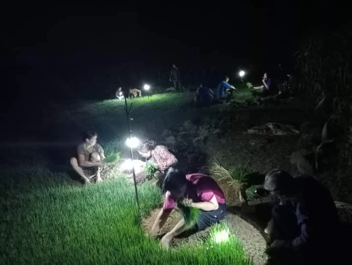 Có khoảng 20 hộ chuyên nuôi bò siêu nạc ở Thanh Lương thường hỗ trợ nhau trong công việc. Theo đó, nếu ai chưa có ruộng sẽ đi nhổ mạ và cấy giúp, sau đó mọi người giúp lại xem như đổi công. Người nông dân ở đây sẽ làm việc đến 22 giờ thì về nhà. Sáng mai, lại tiếp tục ra đồng đi cấy sớm.