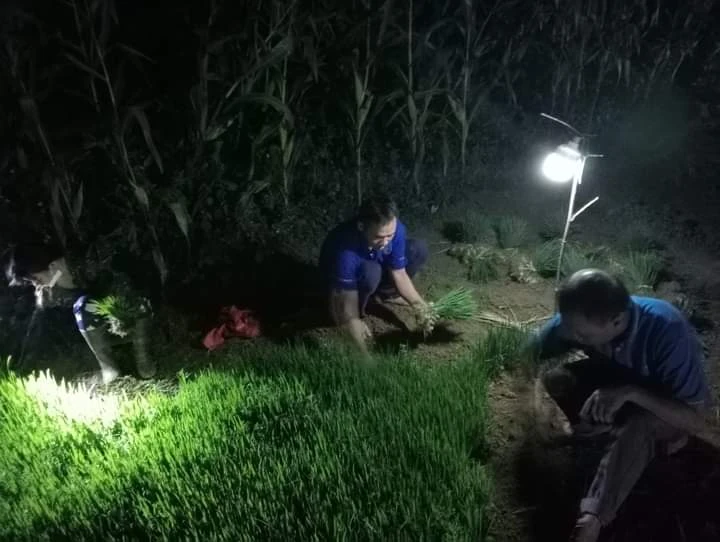 19 giờ ngày 8-6, vừa ăn cơm xong, nhiều gia đình thuộc xóm 3, xã Thanh Lương đã í ới gọi nhau ra đồng làm việc.