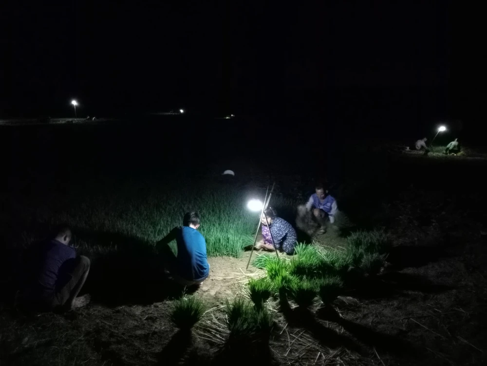 Mỗi gia đình, có từ 2 đến 3 người đi nhổ mạ đêm. Nhiều hộ gia đình có sẵn người thì có thể đi làm ban ngày. Nhưng đối với những gia đình ít người thì tranh thủ buổi tối ra đồng nhổ mạ vừa khỏe, năng suất lại cao.