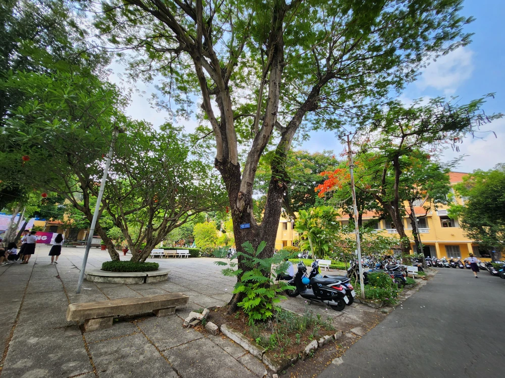 Ngoài ra, ở trường cũng có một bộ phận chuyên chăm sóc cây. Vào mùa mưa, hoạt động này càng được chú trọng hơn.