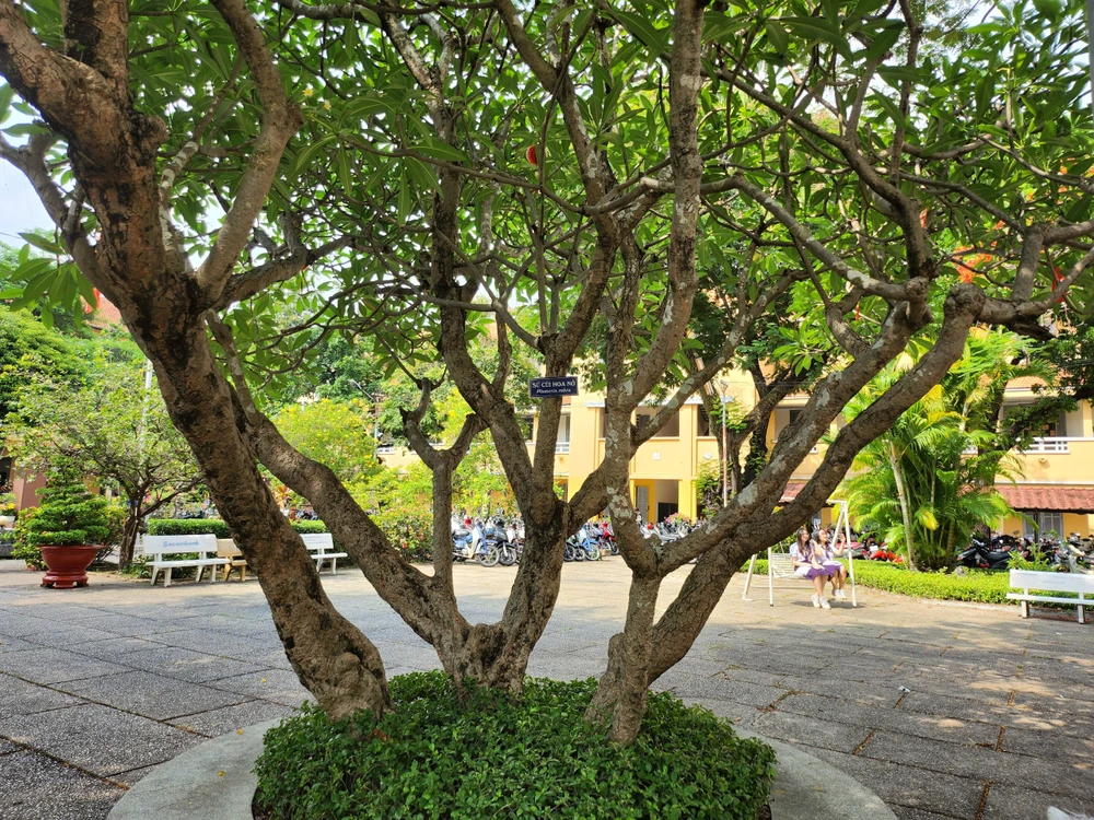 Sân trường ngập bóng mát nên đây cũng là địa điểm được học sinh Minh Khai yêu thích nhất.