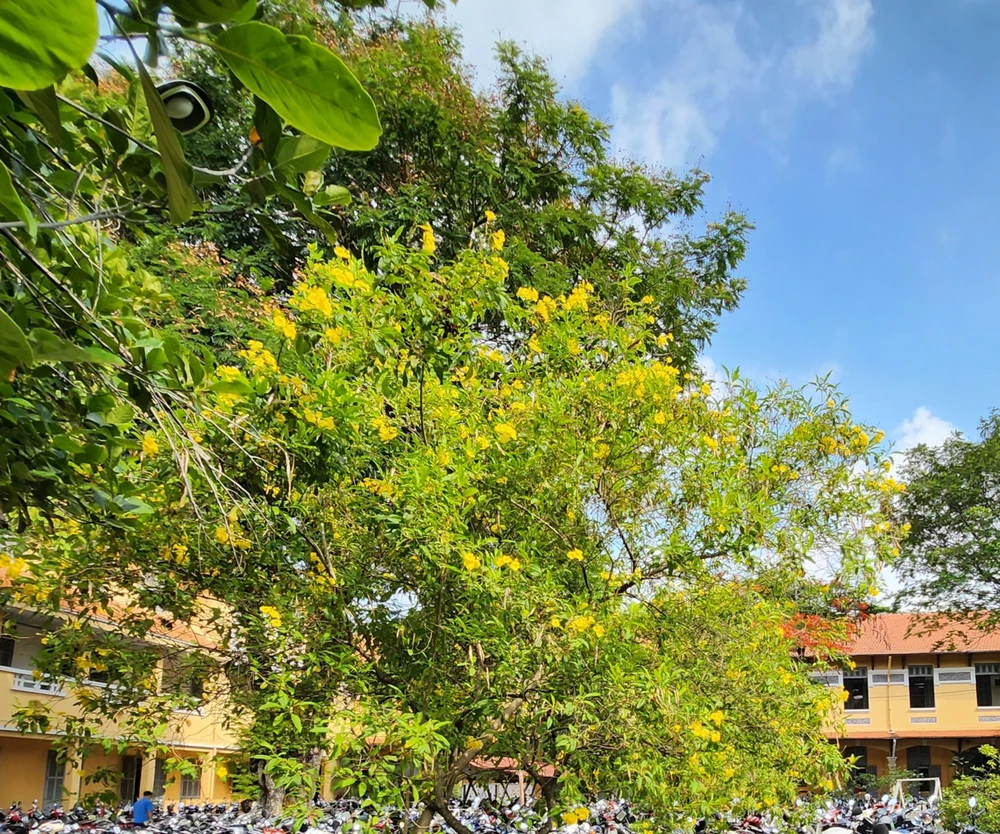 Xen lẫn màu vàng rực rỡ tạo nên "khu vườn" đa sắc màu.