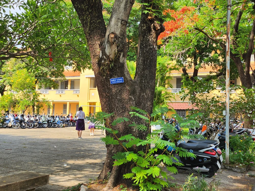 Bà Nguyễn Thị Hồng Chương, Hiệu Trưởng nhà trường cho biết, trường có một cuốn sổ dùng để ghi chép, theo dõi quá trình phát triển các loại cây.