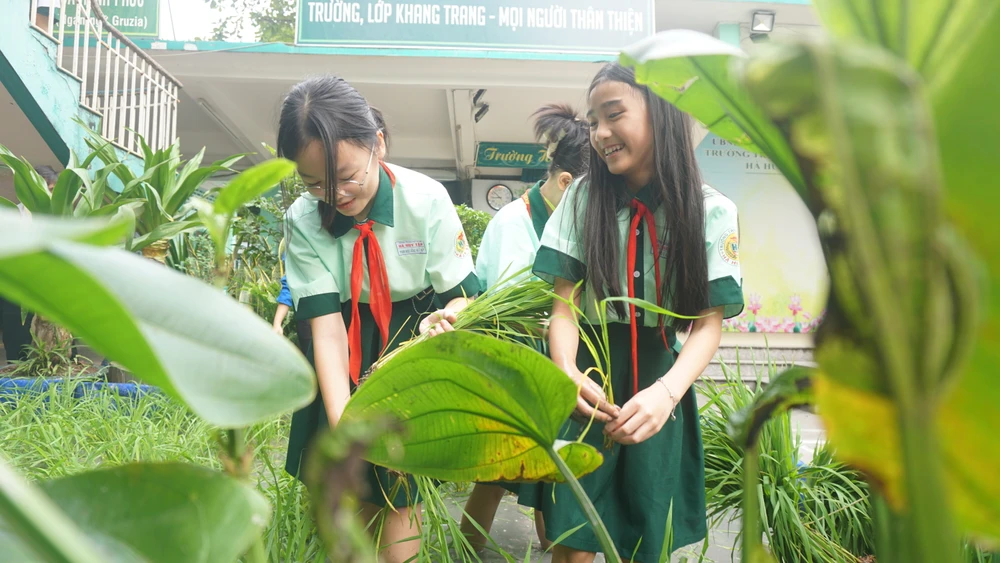 cay-lua-giua-san-truong-14 (2).JPG