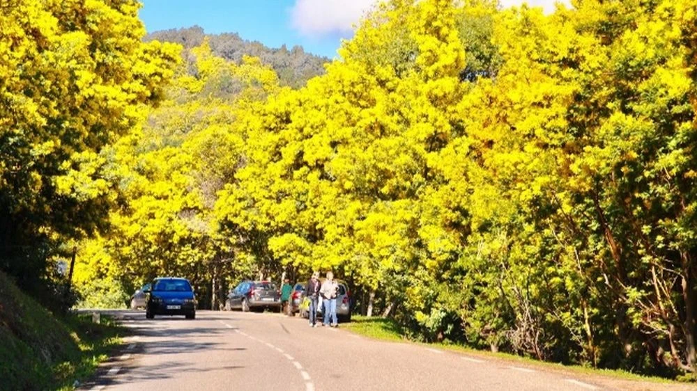 Đèo Mimosa được nhiều bạn trẻ chọn làm điểm check-in. Ảnh: MXH