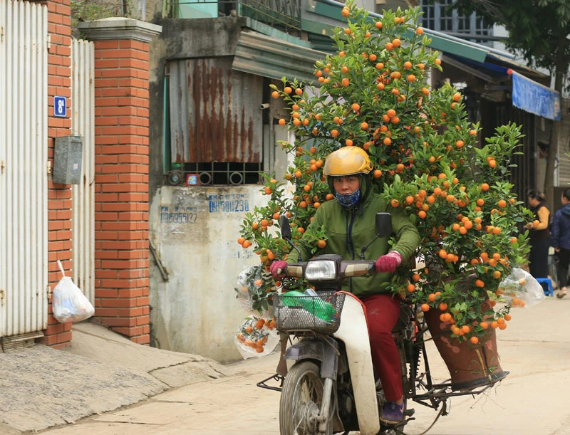 Dùng xe máy chở đào, quất hay chậu mai cần phải xếp gọn gàng.