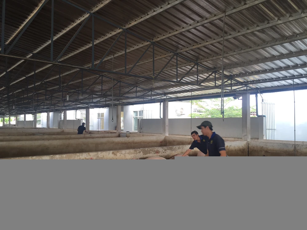 Bí đường sang Trung Quốc, heo tiếp tục rớt giá ảnh 1