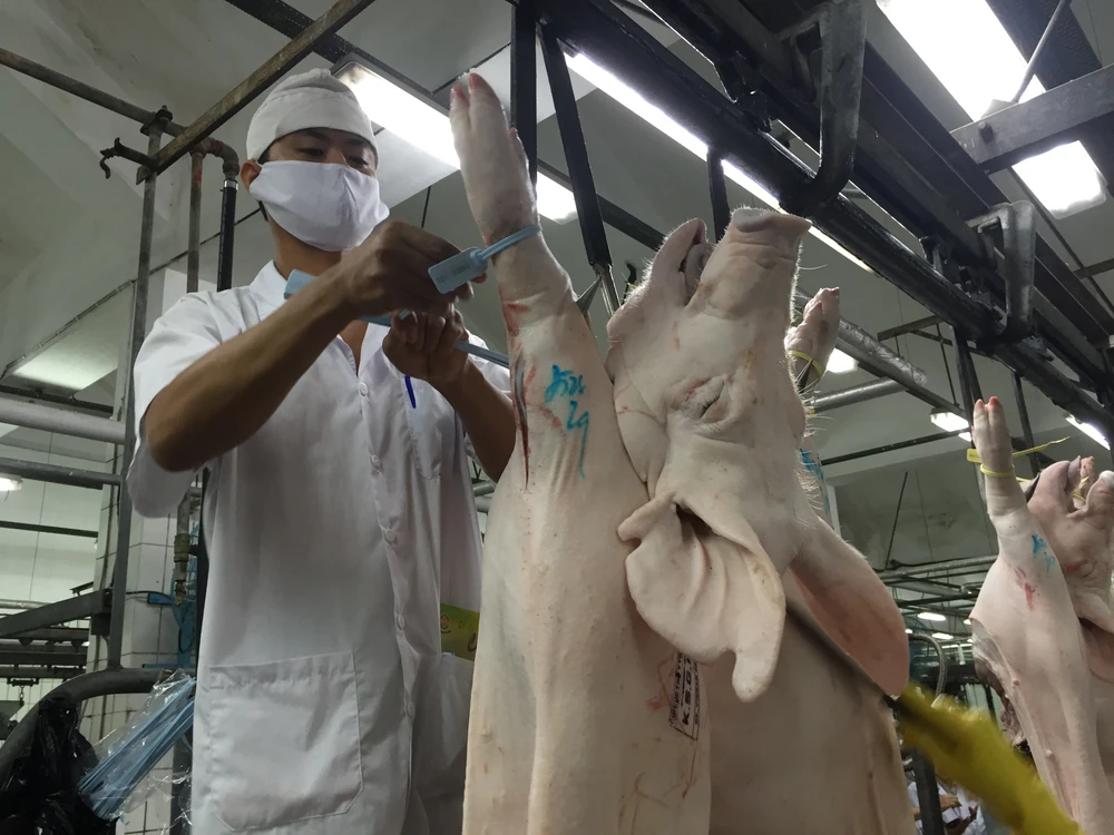 Heo được đeo vòng ở cơ sở giết mổ