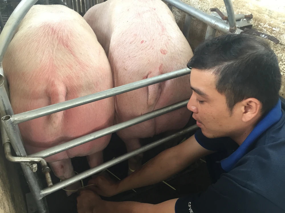 Heo đang được đeo vòng tại trang trại chăn nuôi