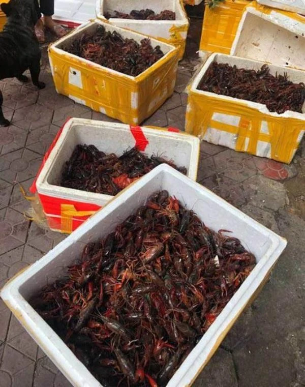 TP.HCM tổng lực truy tìm tôm càng đỏ ảnh 1