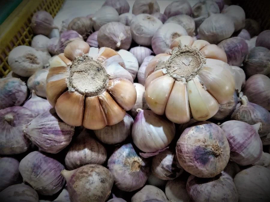 Tỏi cô đơn Việt Nam và tỏi Trung Quốc (củ to có nhiều tép). ẢNH: TÚ UYÊN