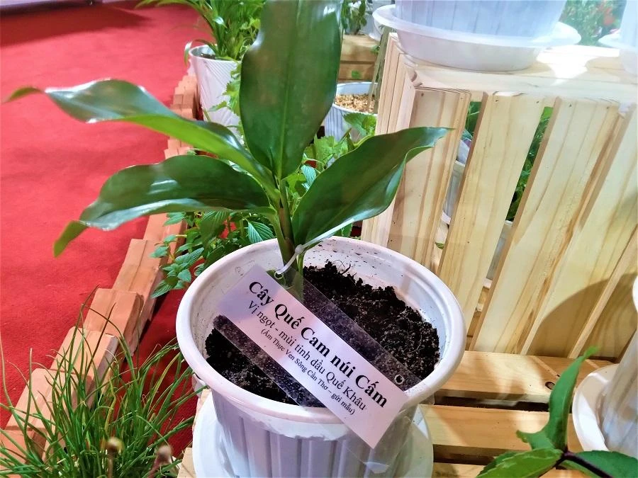 An Giang có cây quế cam núi Cấm cũng là một cây gia vị. ẢNH: TÚ UYÊN