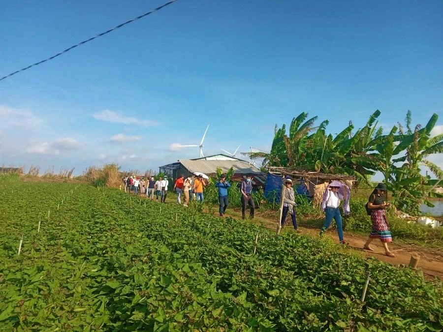 Du khách chiêm ngưỡng những mảnh vườn rau lang xanh mát của người dân, xa xa là cánh đồng điện gió Ba Động.
