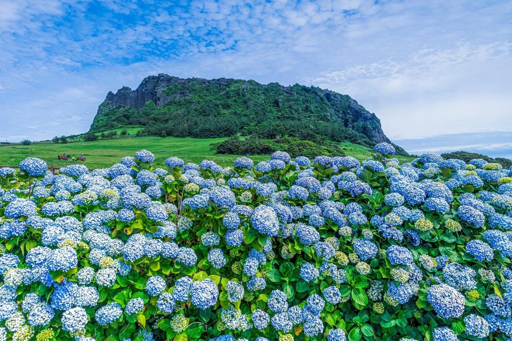 Đỉnh mặt trời mọc Seongsan Ilchulbong và hoa cẩm tú cầu Jeju