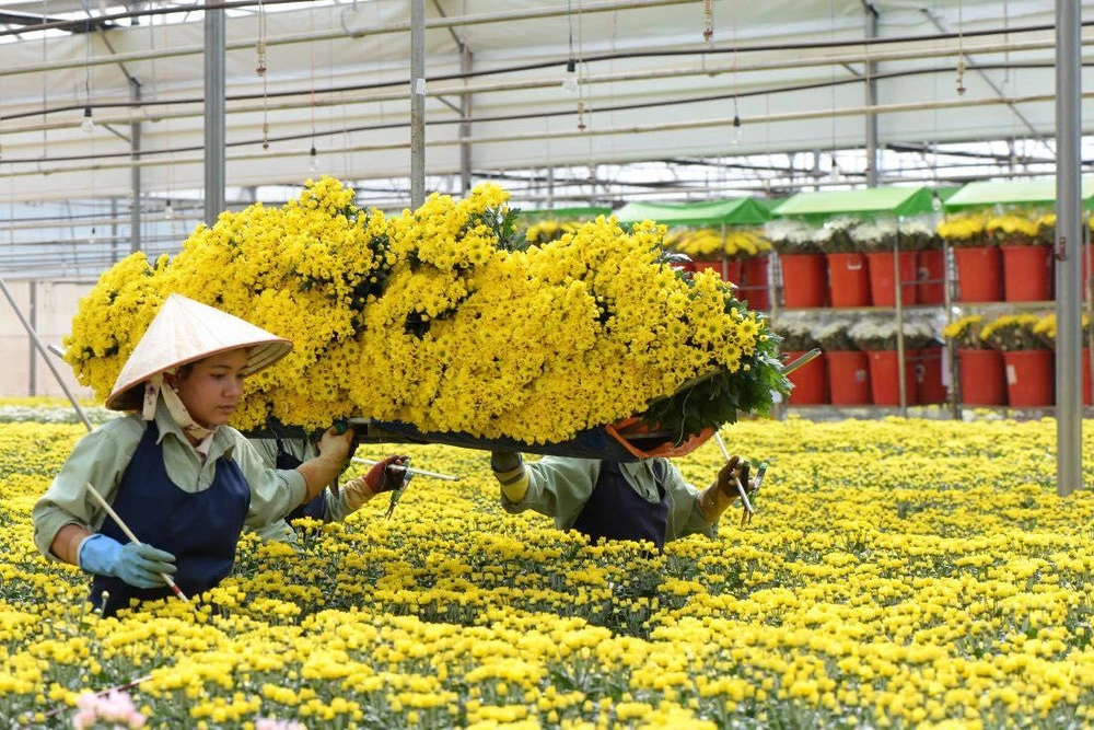Đà Lạt dự báo sức tiêu thụ hoa Tết 2023 sẽ tăng. Ảnh minh họa Dalat Hasfarm