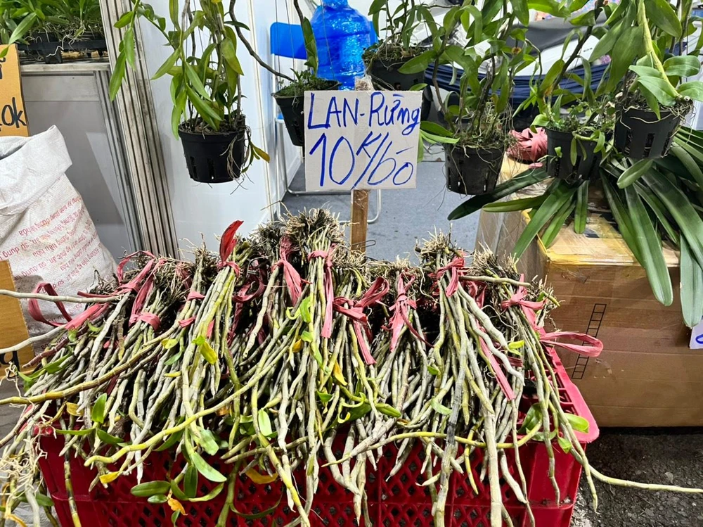 Lan rừng bày bán tại hội chợ