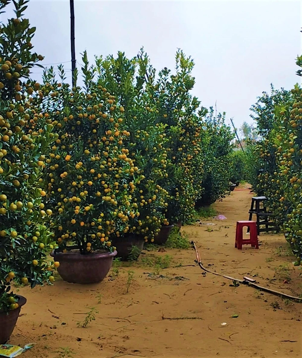 Quất Hội An nổi tiếng về chất lượng được thị trường ưa chuộng (Vườn quất cảnh ông Nhứt)