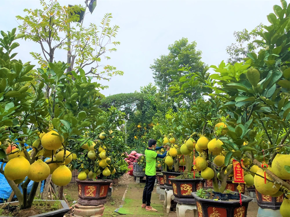 Trang trí cho cây bưởi trưng Tết