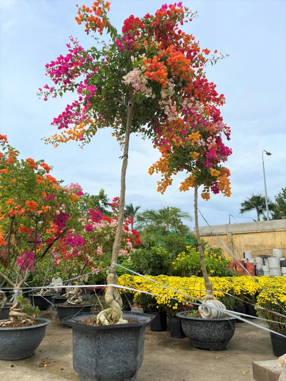 Chậu hoa giấy ngũ sắc "chân dài" khoảng 3m đang chờ khách mua Chậu hoa giấy ngũ sắc "chân dài" khoảng 3m đang chờ khách mua