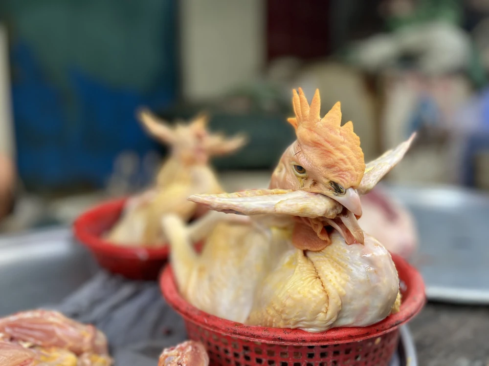 Gà ta trống 210.000 đồng/kg, gà ta mái 220.000 đồng/kg.