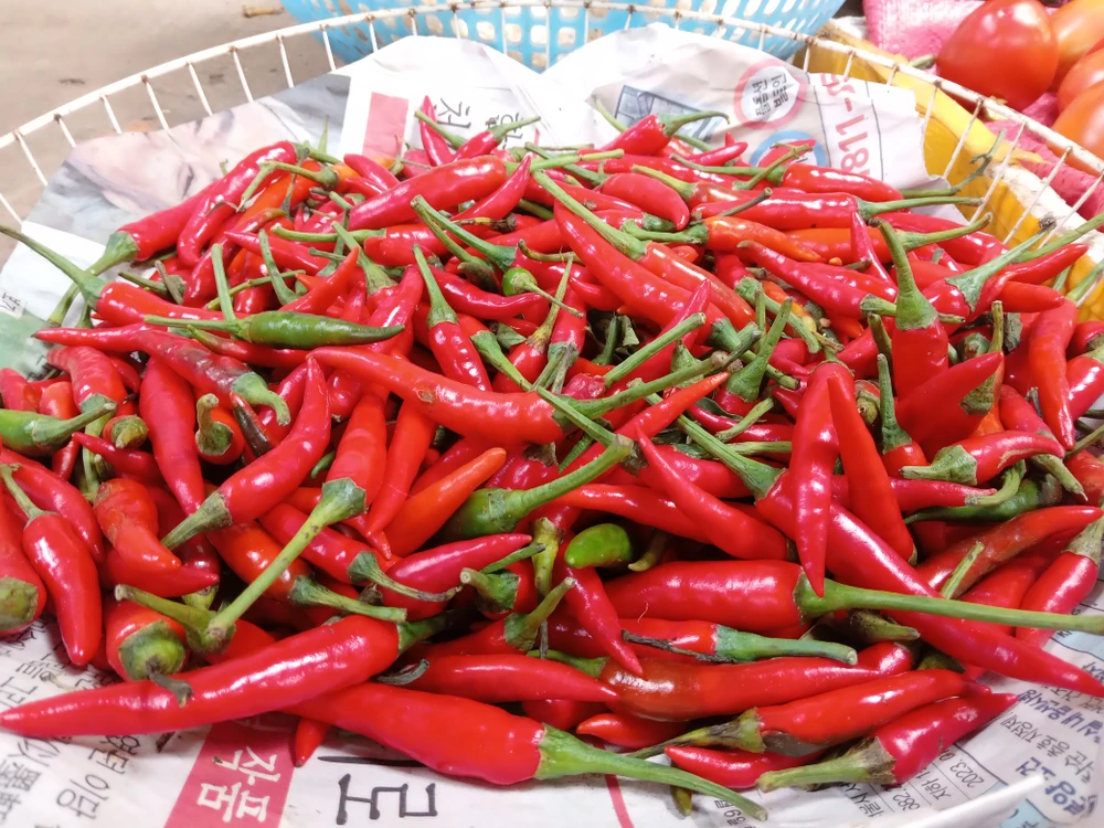 Hiện tại, ớt chỉ còn trong danh mục kiểm soát tại cửa khẩu EU với tần suất kiểm tra chất lượng 50%. Ảnh minh họa: TÚ UYÊN