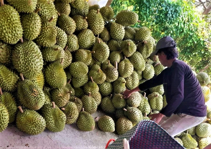 Giá sầu riêng thu mua tại vườn huyện Cai Lậy thời điểm này ổn định, người nông dân có lời. ẢNH: T.LỘC