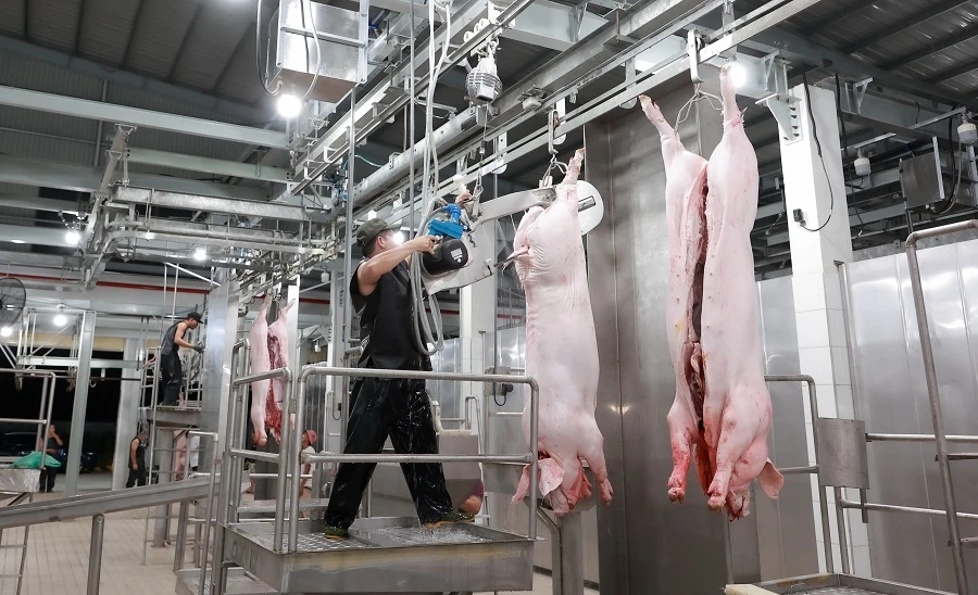Thương lái không quen thao tác với dây chuyền giết mổ công nghiệp