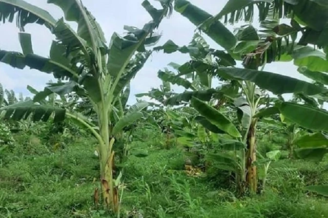 Sáng chế máy tách sợi chuối được Cục Sở hữu trí tuệ bảo hộ. Ảnh minh hoạ Internet