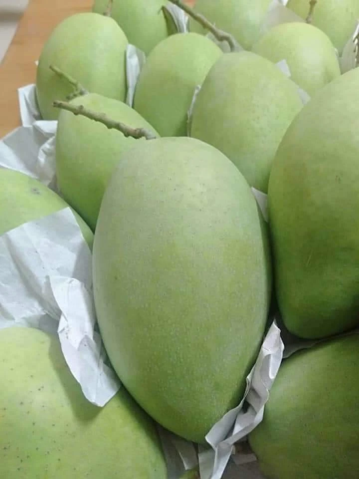 Trong dịp này, đặc xoài cát chu đặc sản Đồng Tháp hút khách