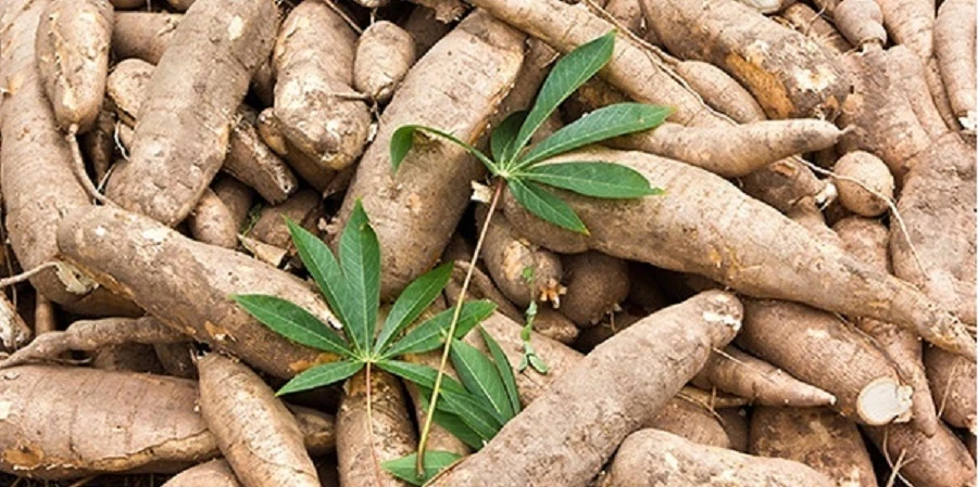 Năm tháng đầu năm 2023, xuất khẩu sắn và các sản phẩm từ sắn sang một số thị trường tăng trưởng mạnh. Ảnh: Internet