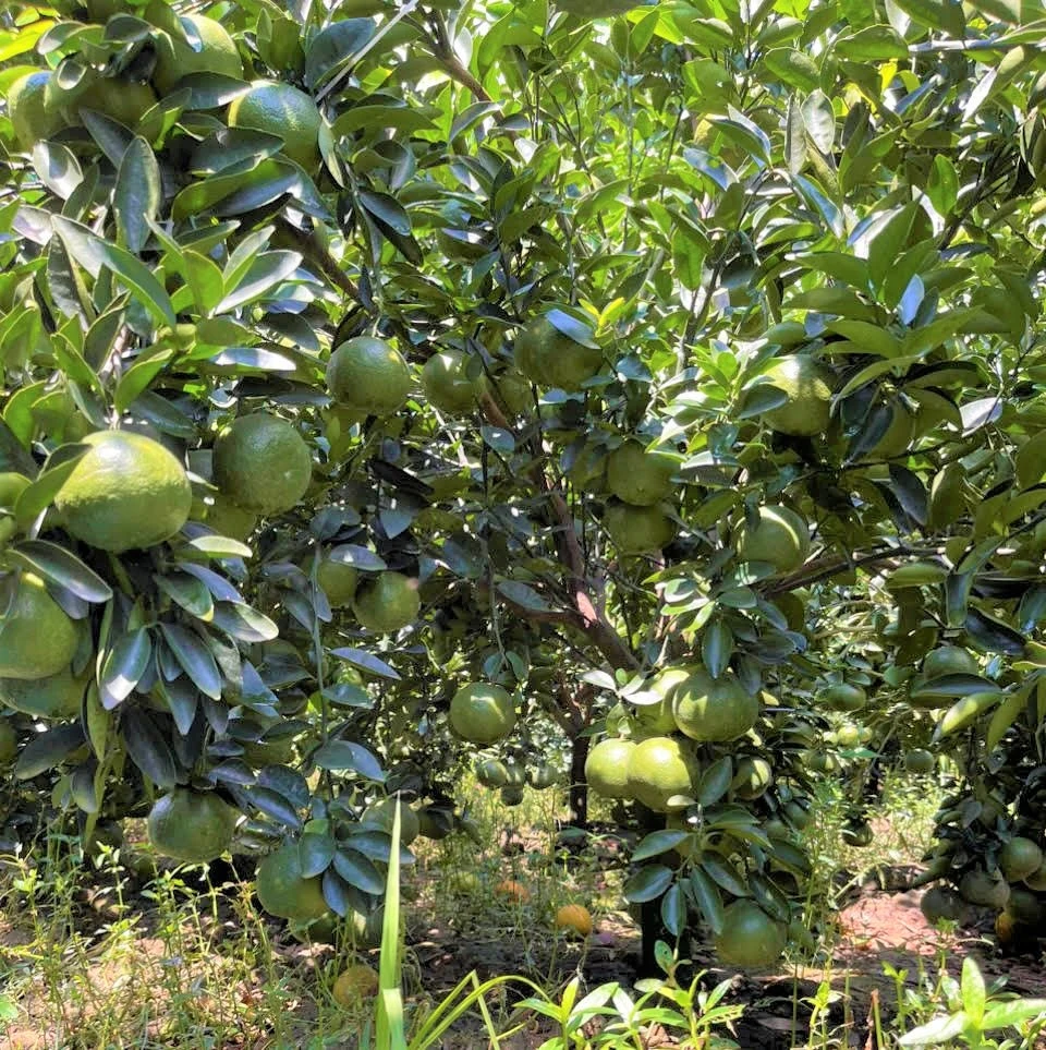 Cam sành trong vườn tại Vĩnh Long đang chờ thu hoạch. Ảnh: P.CƯỜNG.