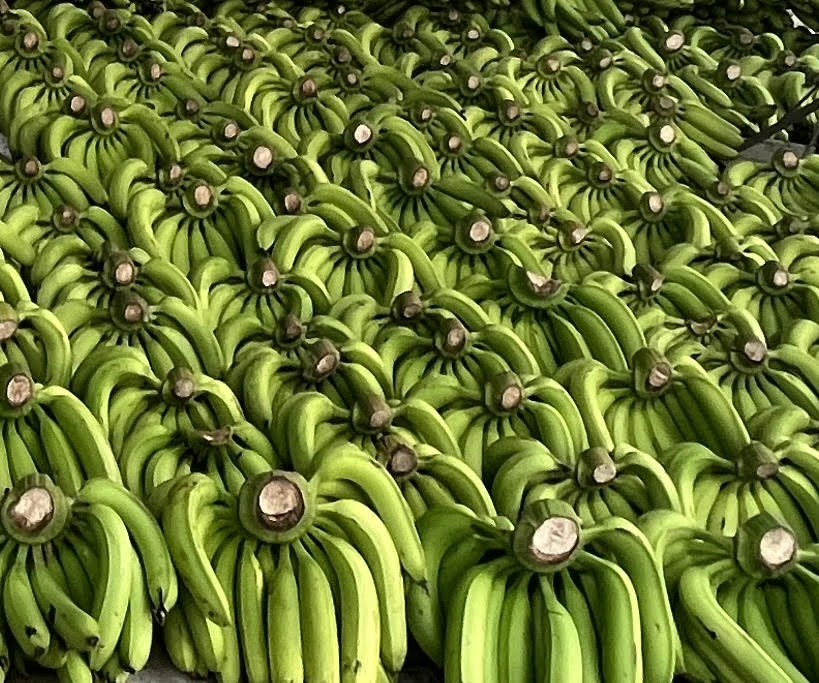 Trung Quoc-tieu-thu-chuoi-Viet-Nam.jpg