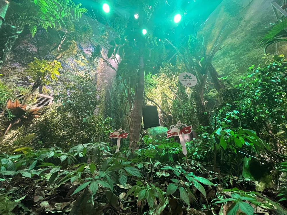 sâm Ngọc Linh (2).jpg