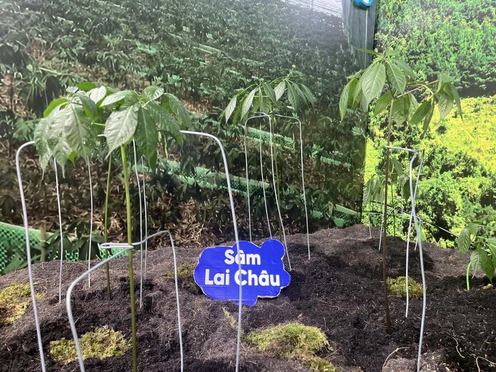 sâm Ngọc Linh (5).jpg