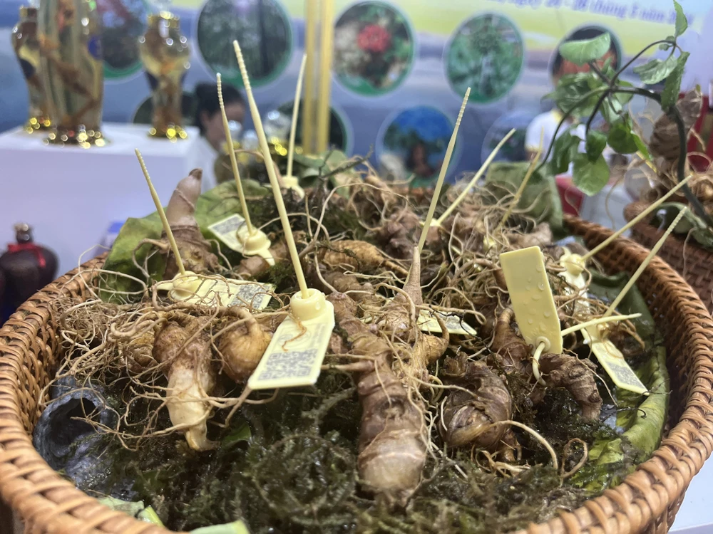 sâm Ngọc Linh (6).jpg