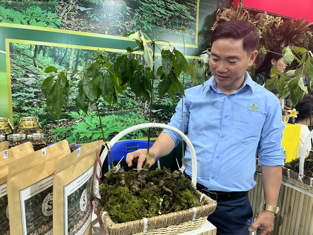 sâm Ngọc Linh 6.jpg