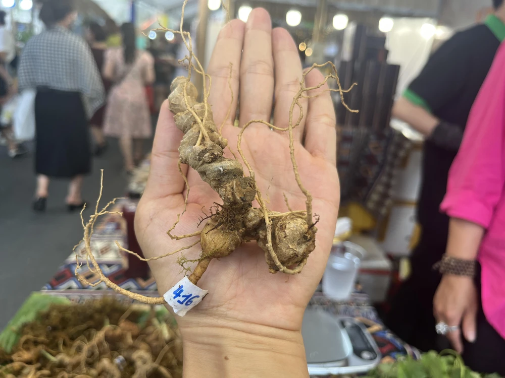 sâm Ngọc Linh (8).jpg