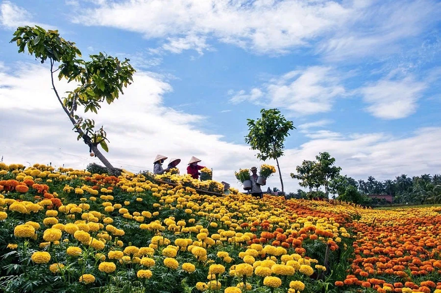 hoa phục vụ tết 1.jpg