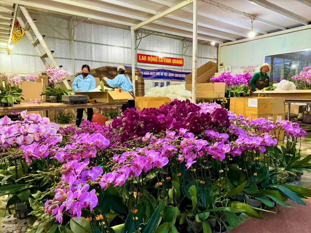 hoa phục vụ tết