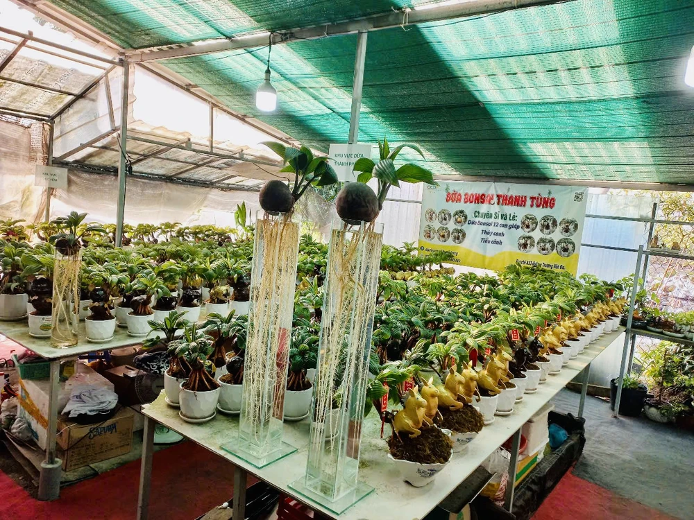 hoa Tết miền Tây