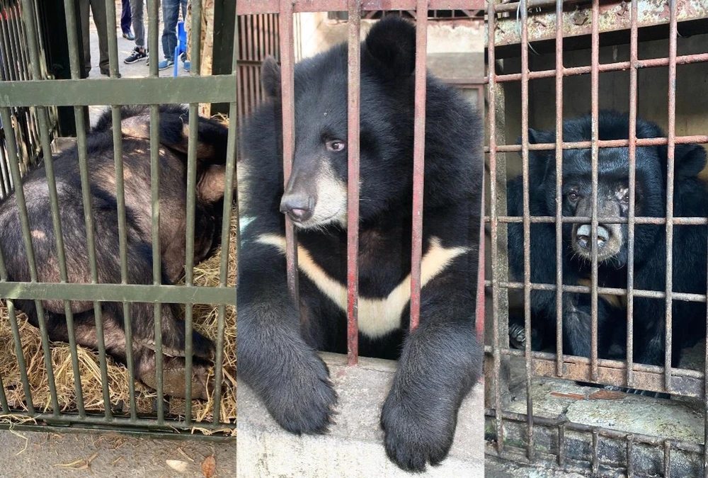 Cá thể gấu bị nuôi nhốt tại các cơ sở tư nhân vô cùng đáng thương. Ảnh: ENV